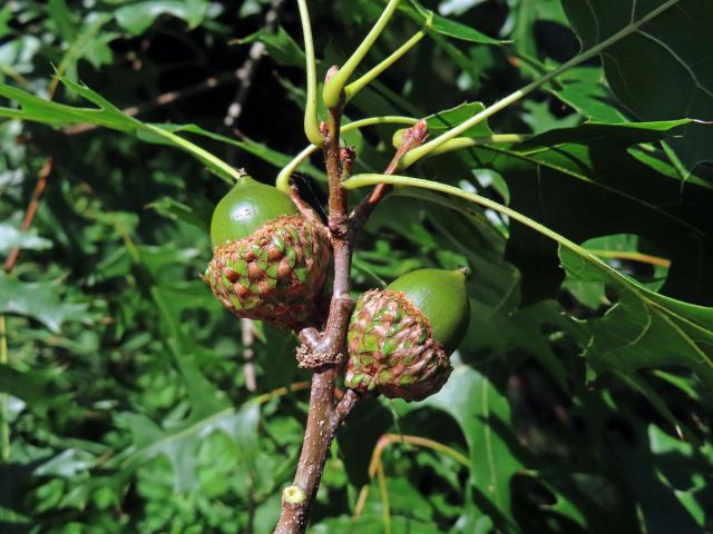 Dub šarlatový (Quercus coccinea Münchh.)