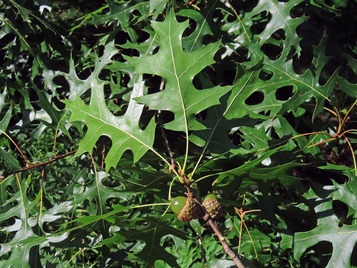 Dub šarlatový (Quercus coccinea Münchh.)