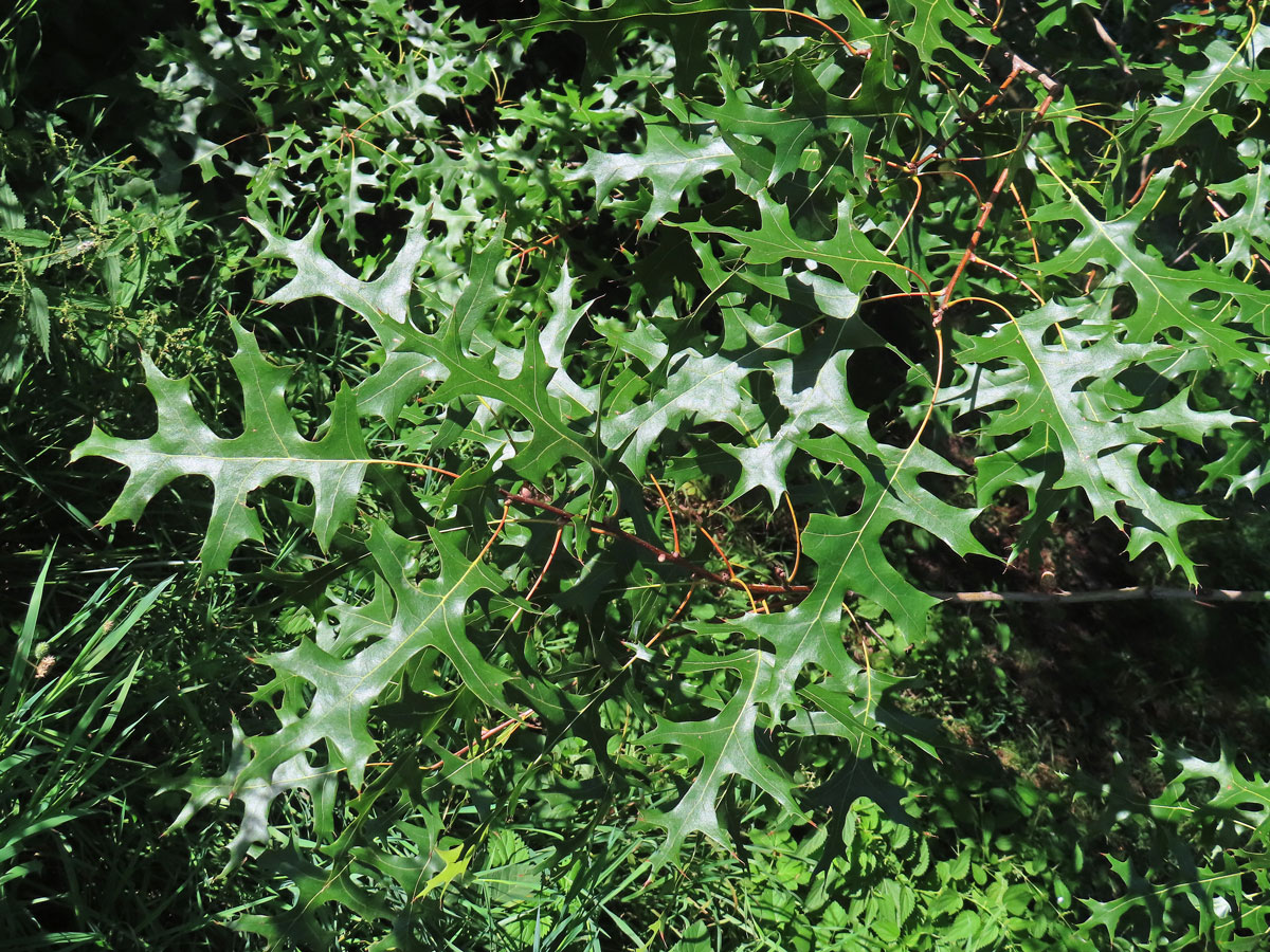 Dub šarlatový (Quercus coccinea Münchh.)