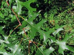 Dub šarlatový (Quercus coccinea Münchh.)