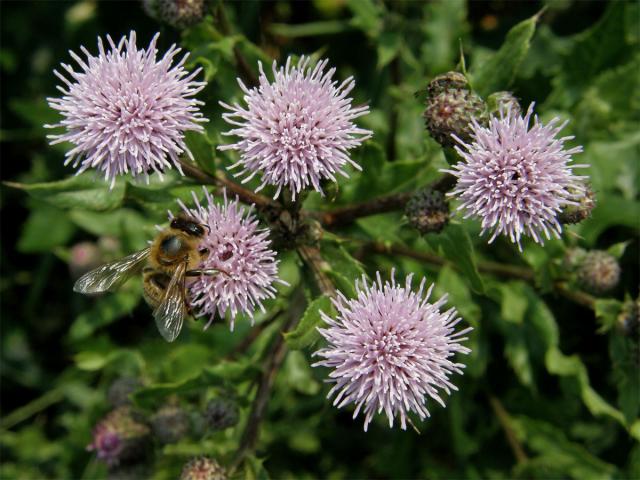 Pcháč oset (Cirsium arvense (L.) Scop.)