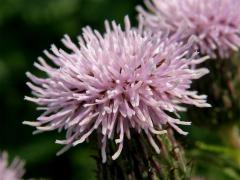 Pcháč oset (Cirsium arvense (L.) Scop.)