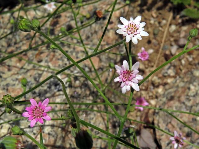 Leucheria rosea (Less.) Reiche