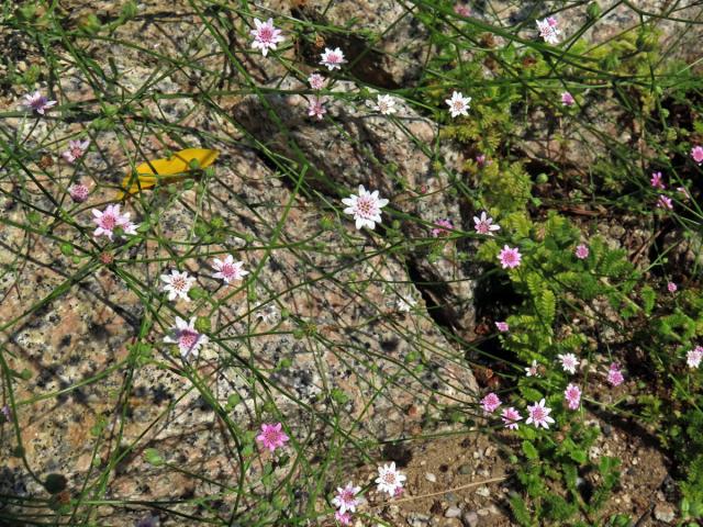 Leucheria rosea (Less.) Reiche