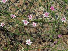 Leucheria rosea (Less.) Reiche