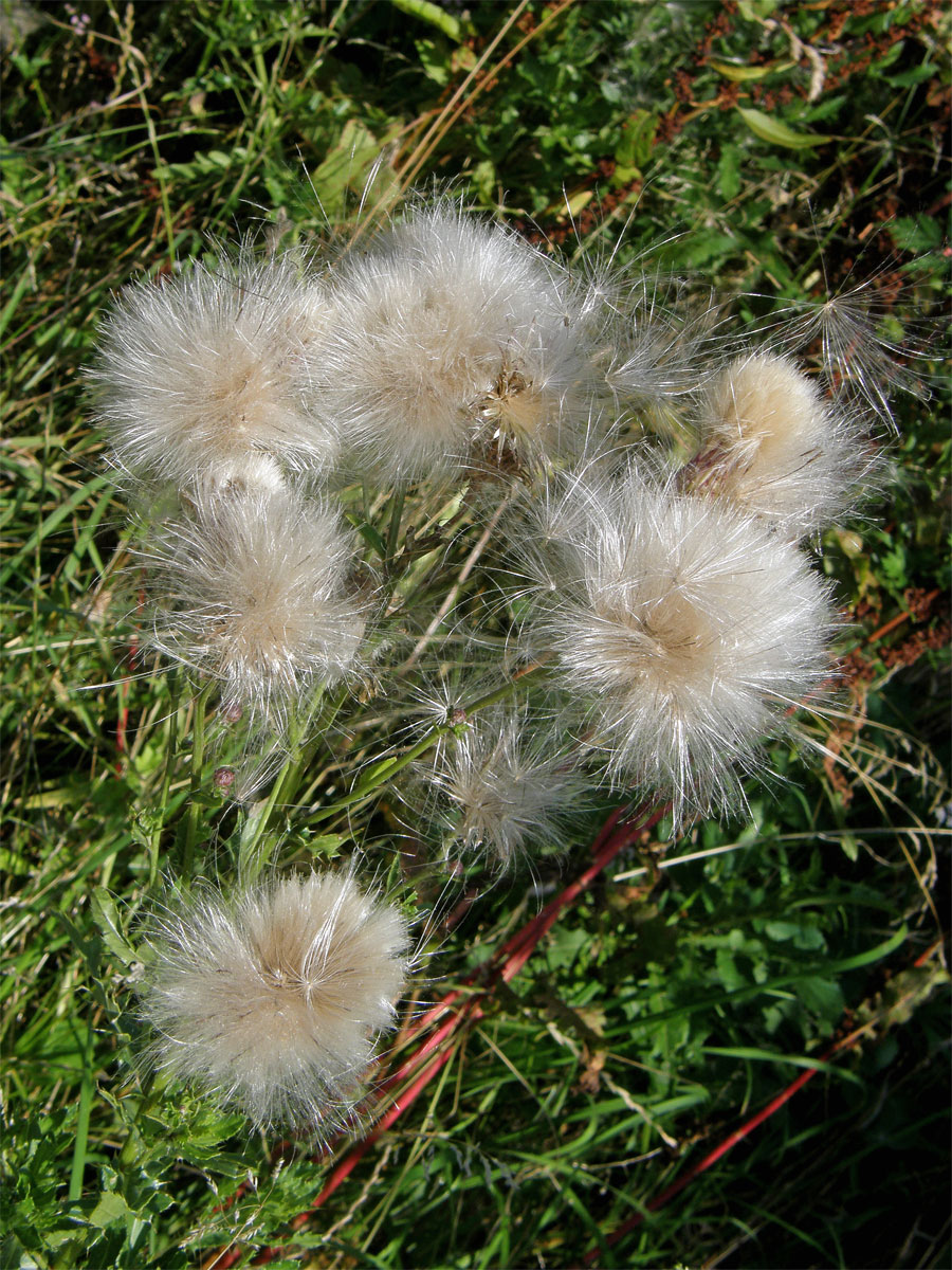 Pcháč oset (Cirsium arvense (L.) Scop.)