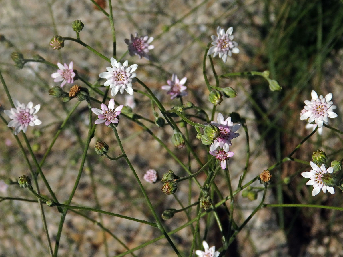 Leucheria rosea (Less.) Reiche