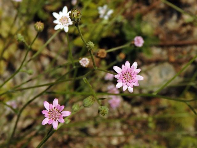 Leucheria rosea (Less.) Reiche