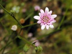 Leucheria rosea (Less.) Reiche