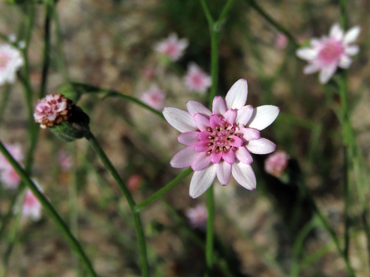 Leucheria rosea (Less.) Reiche