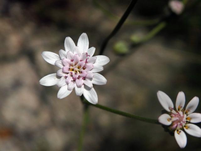 Leucheria rosea (Less.) Reiche