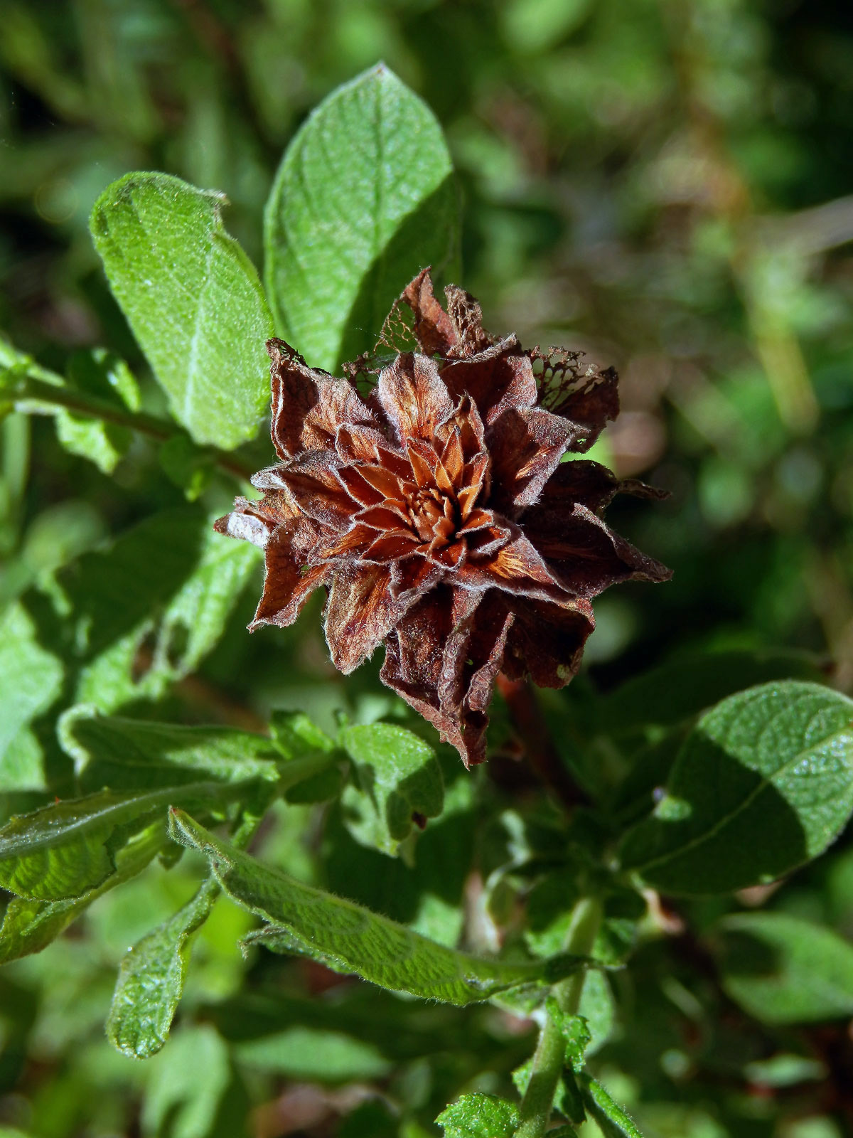 Hálky bejlomorky růžicové (Dasineura (Rhabdophaga) rosaria), vrba ušatá