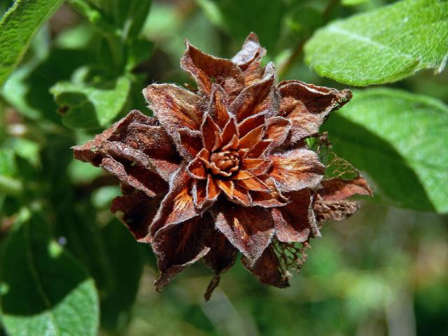 Hálky bejlomorky růžicové (Dasineura (Rhabdophaga) rosaria), vrba ušatá