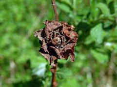 Hálky bejlomorky růžicové (Dasineura (Rhabdophaga) rosaria), vrba ušatá