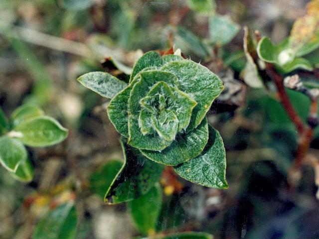 Hálky bejlomorky růžicové (Dasineura (Rhabdophaga) rosaria), vrba jíva