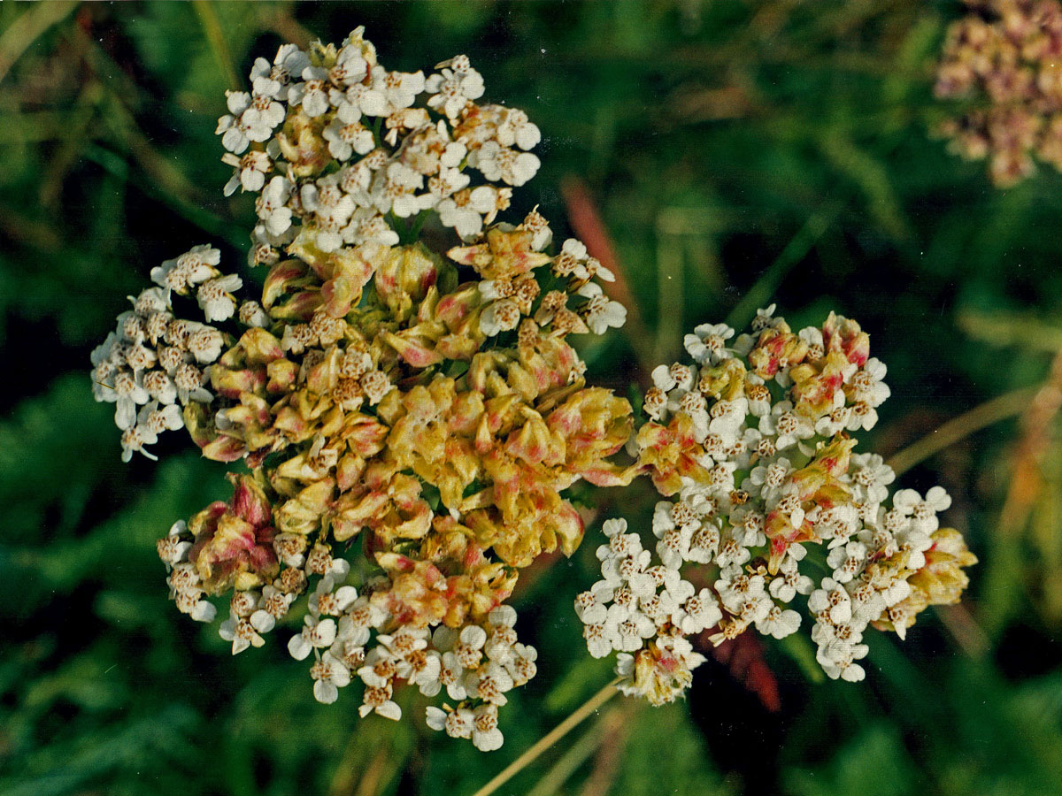 Hálky vlnovníka řebříčkového na žebříčku obecném (Achillea millefolium L.)