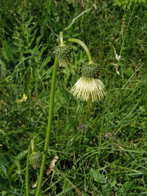 Pcháč lepkavý (Cirsium erisithales (Jacq.) Scop.)