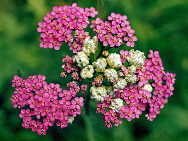 Hálky vlnovníka řebříčkového na žebříčku obecném (Achillea millefolium L.)