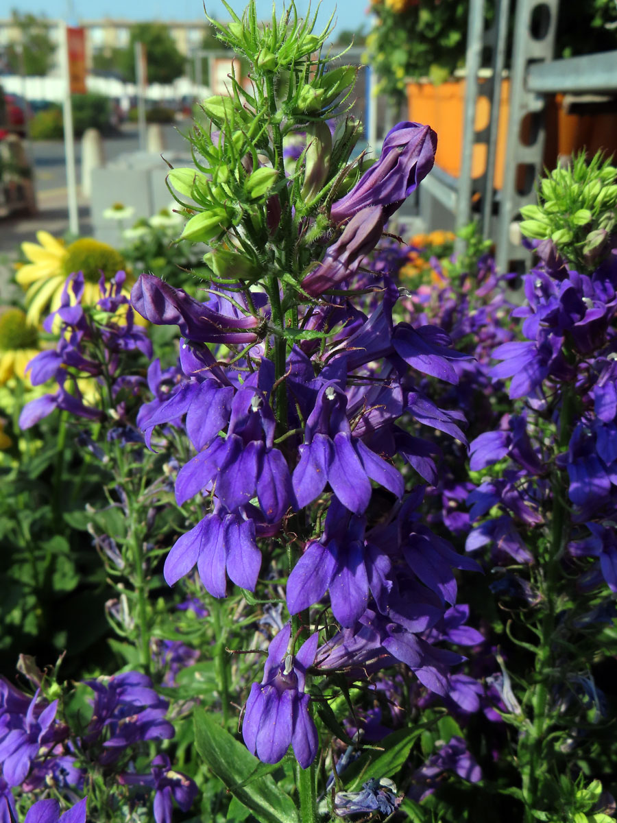 Lobelka (Lobelia × speciosa)