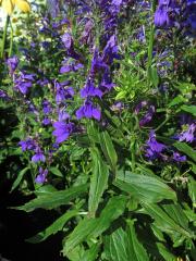 Lobelka (Lobelia × speciosa)