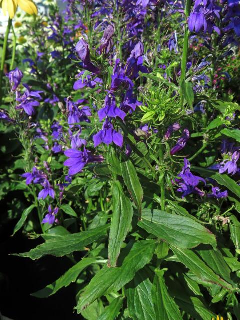 Lobelka (Lobelia × speciosa)