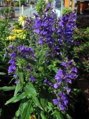 Lobelka (Lobelia × speciosa)