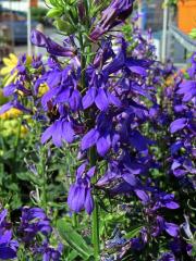 Lobelka (Lobelia × speciosa)