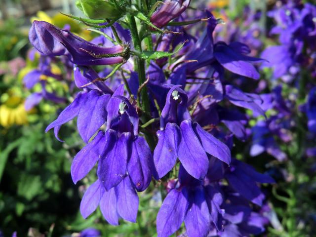 Lobelka (Lobelia × speciosa)