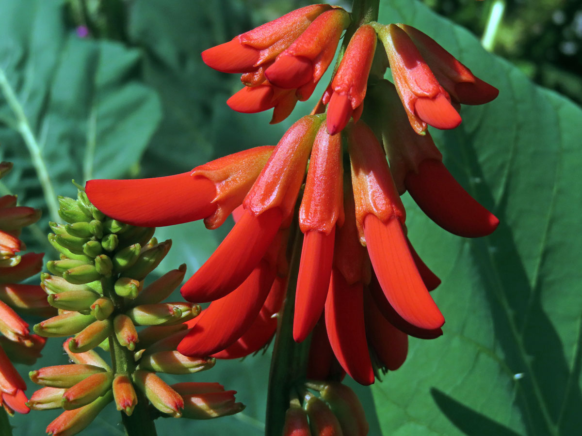 Zarděnice (Erythrina zeyheri Harv.)