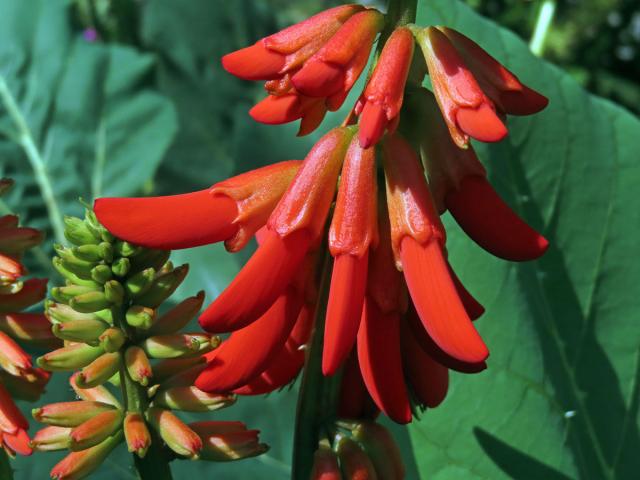 Zarděnice (Erythrina zeyheri Harv.)