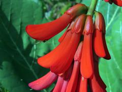 Zarděnice (Erythrina zeyheri Harv.)