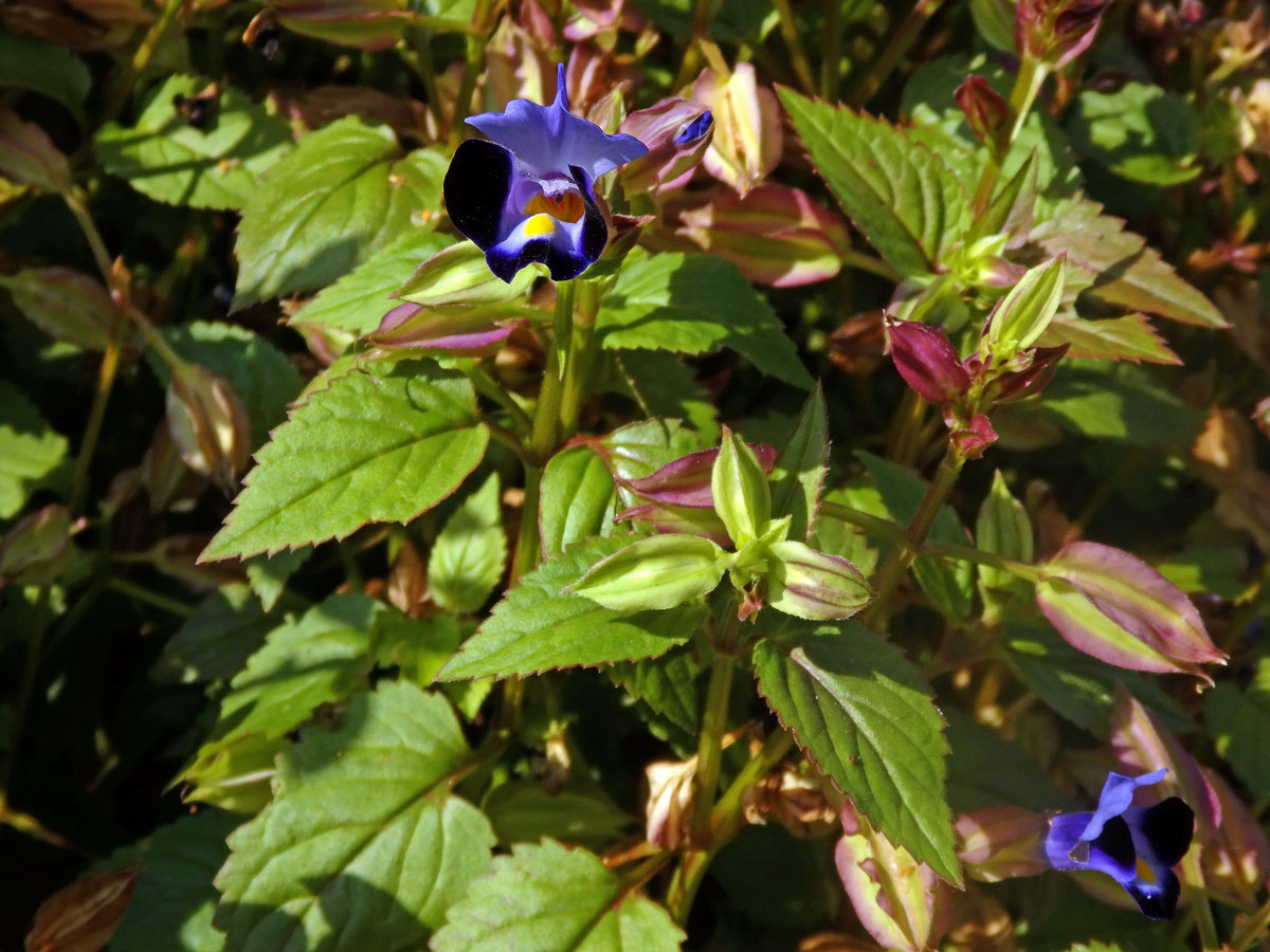 Torenia fournieri Linden ex E. Fourn.