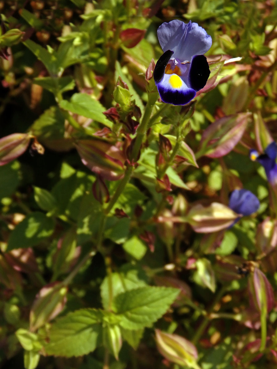 Torenia fournieri Linden ex E. Fourn.