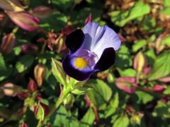 Torenia fournieri Linden ex E. Fourn.