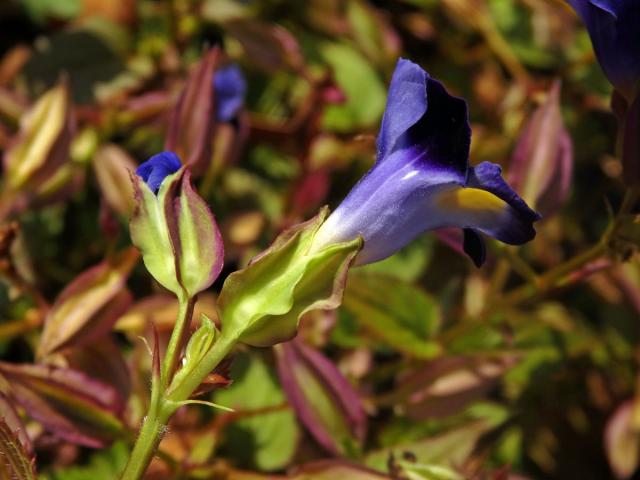 Torenia fournieri Linden ex E. Fourn.