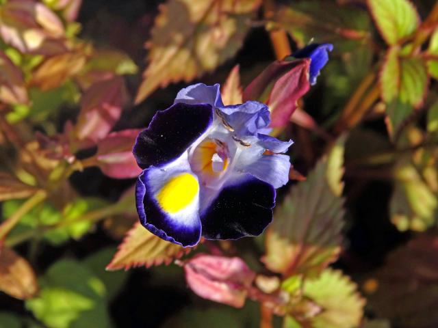 Torenia fournieri Linden ex E. Fourn.