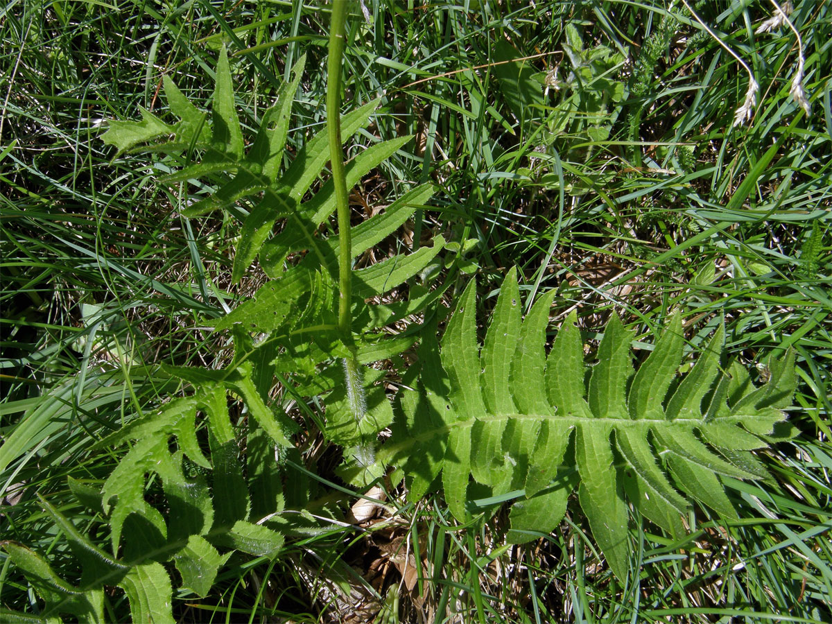 Pcháč lepkavý (Cirsium erisithales (Jacq.) Scop.)