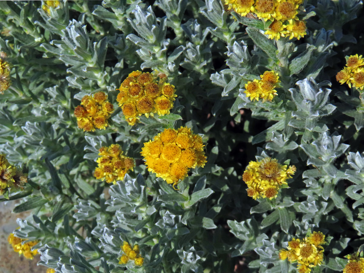 Smil trojpruhý (Helichrysum trilineatum DC.)