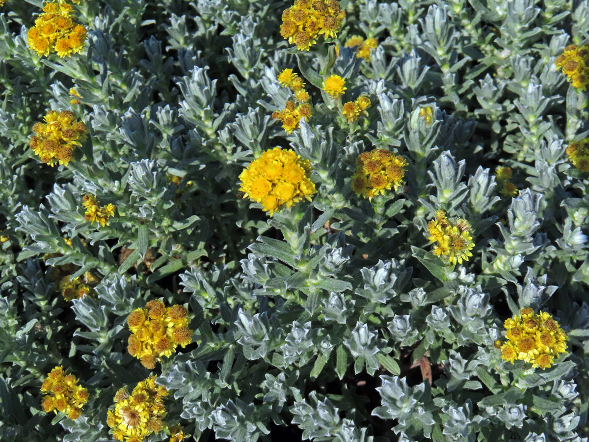 Smil trojpruhý (Helichrysum trilineatum DC.)