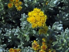 Smil trojpruhý (Helichrysum trilineatum DC.)