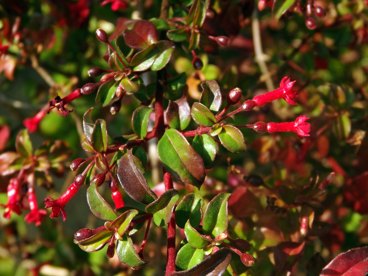 Fuchsie drobnokvětá (Fuchsia parviflora Lindl.)