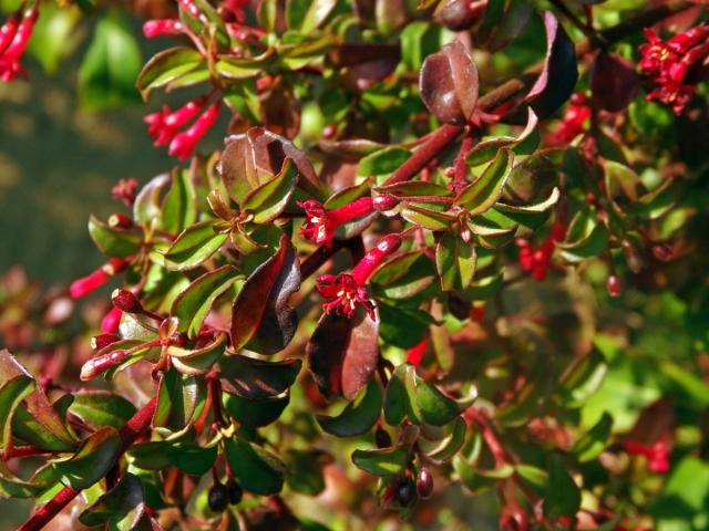 Fuchsie drobnokvětá (Fuchsia parviflora Lindl.)