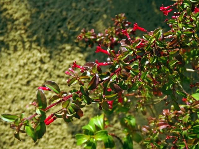 Fuchsie drobnokvětá (Fuchsia parviflora Lindl.)