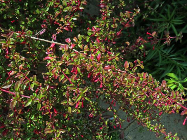 Fuchsie drobnokvětá (Fuchsia parviflora Lindl.)