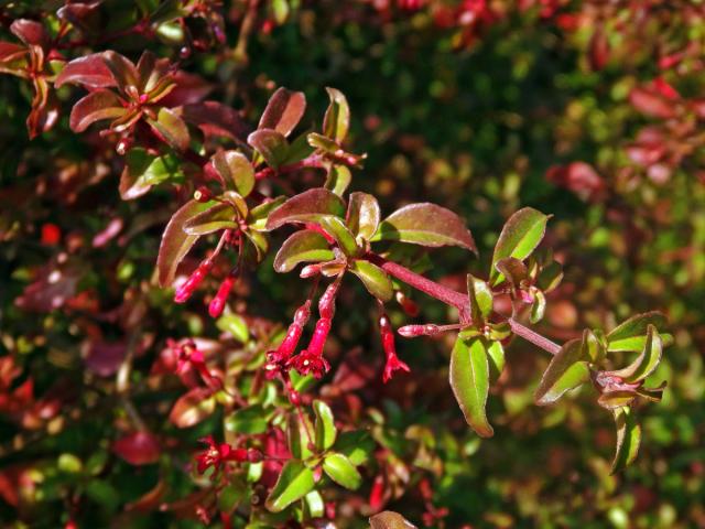 Fuchsie drobnokvětá (Fuchsia parviflora Lindl.)