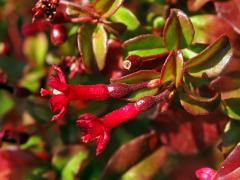 Fuchsie drobnokvětá (Fuchsia parviflora Lindl.)