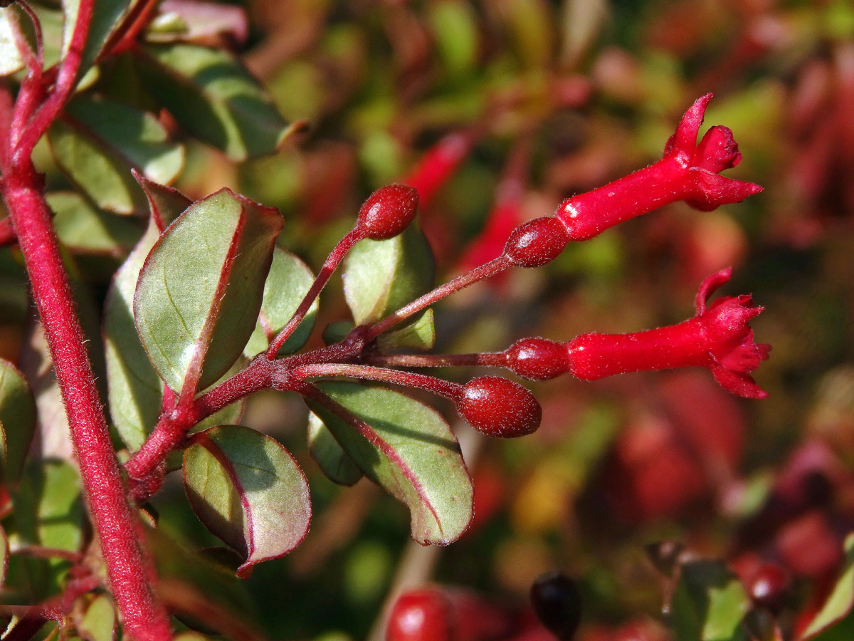 Fuchsie drobnokvětá (Fuchsia parviflora Lindl.)