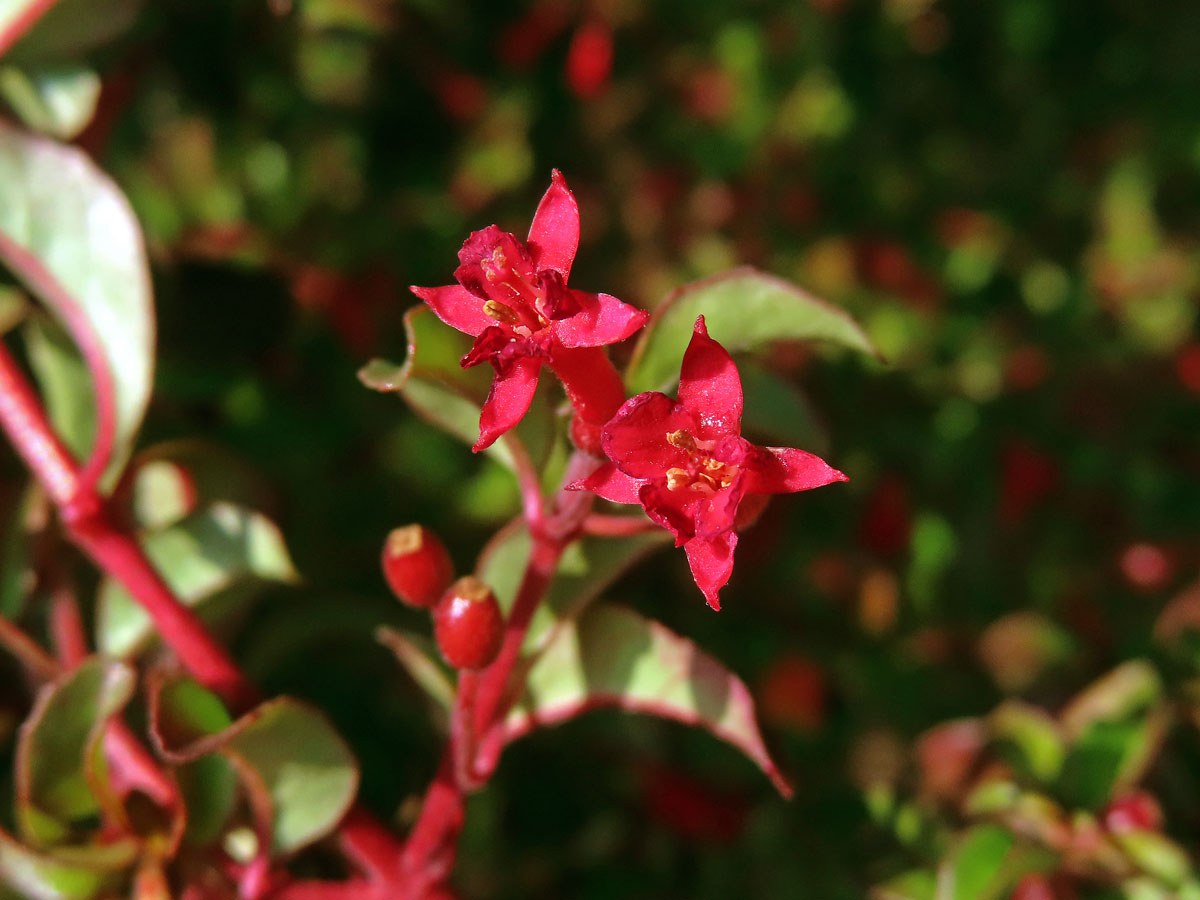 Fuchsie drobnokvětá (Fuchsia parviflora Lindl.)