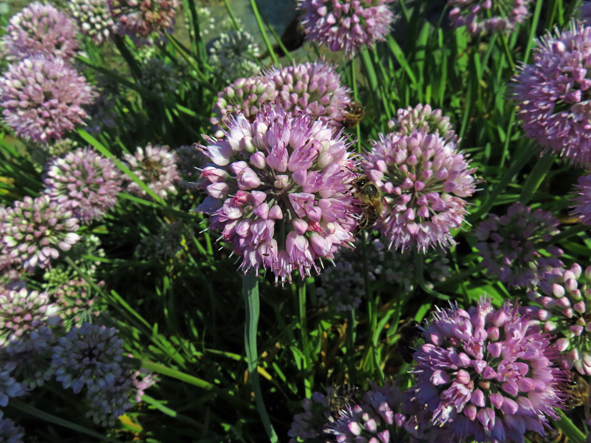 Česnek šerý (Allium senescens subsp. glaucum (Schrad. ex Poir.) Dostál)