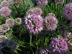 Česnek šerý (Allium senescens subsp. glaucum (Schrad. ex Poir.) Dostál)   